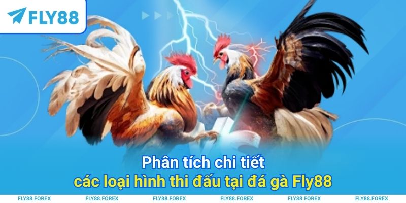 Phân tích chi tiết các loại hình thi đấu tại đá gà Fly88